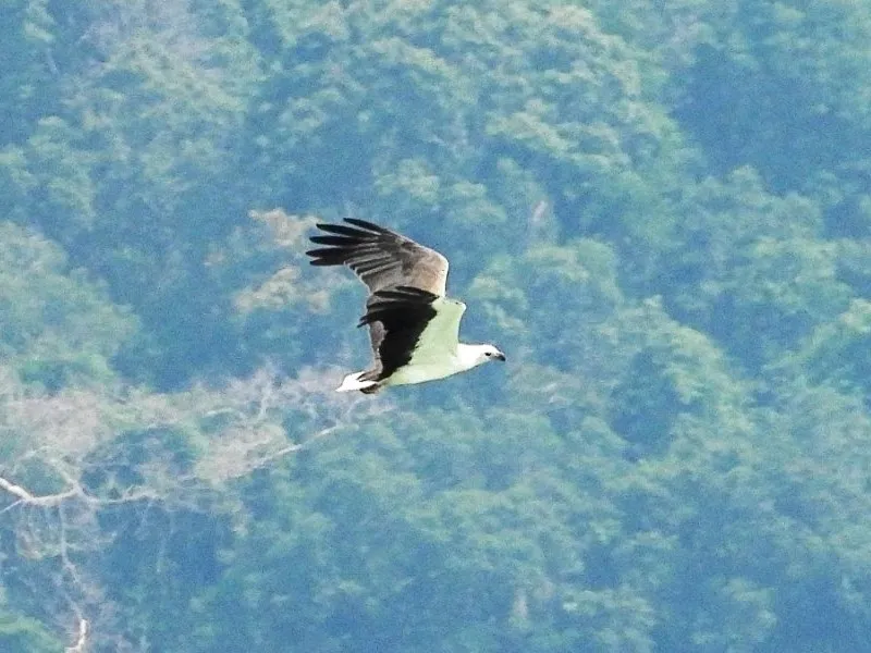 Gespotte Witbuikzeearend