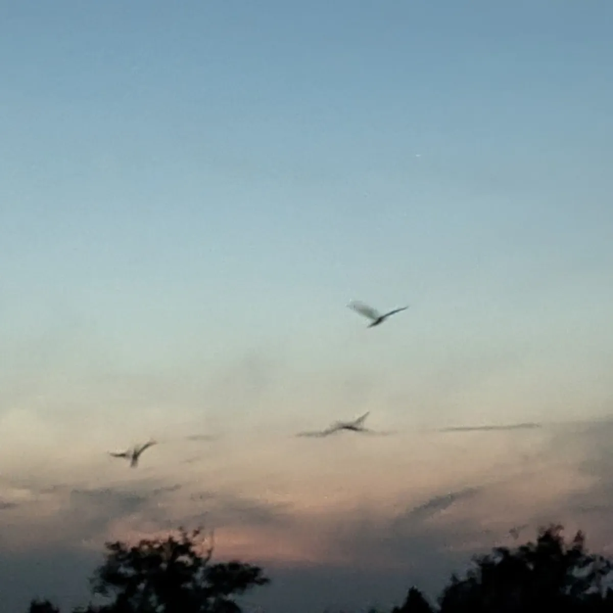 Spotted Eurasian Nightjar