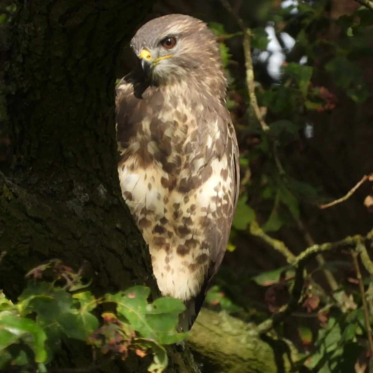 Waargenomen Buizerd