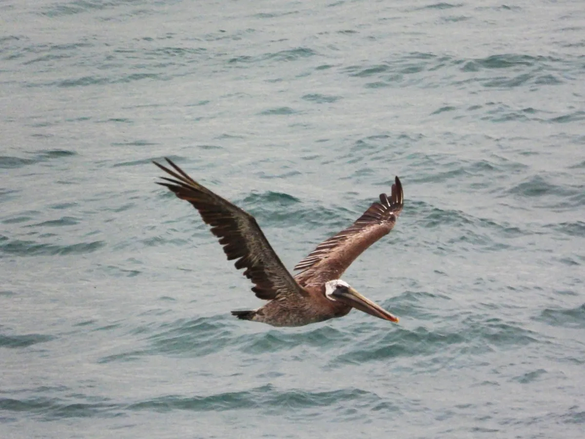 Spotted Brown Pelican
