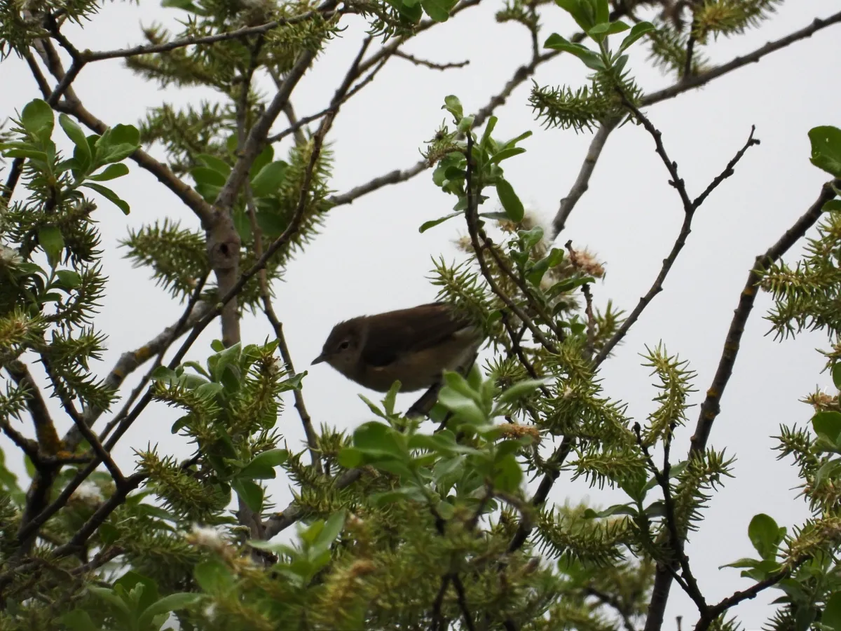 Spotted Garden Warbler