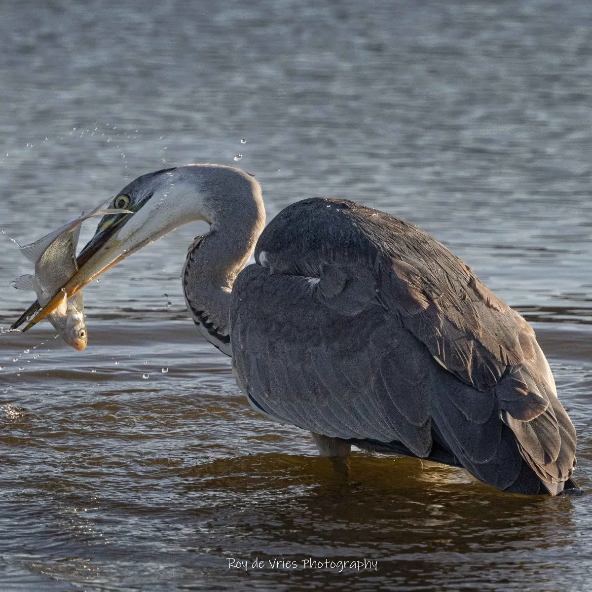 Gespotte Blauwe reiger