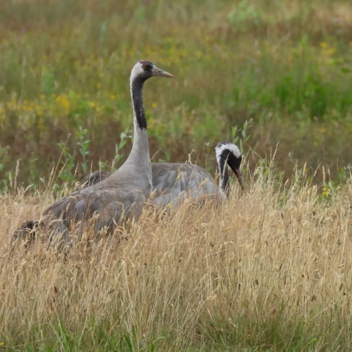 Waargenomen Kraanvogel
