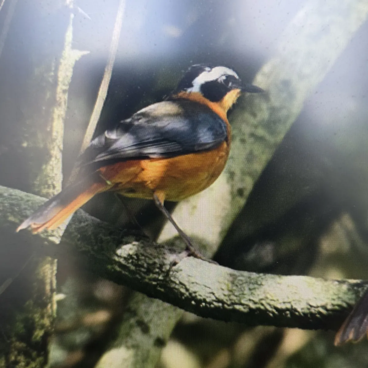 Spotted White-browed Robin-Chat