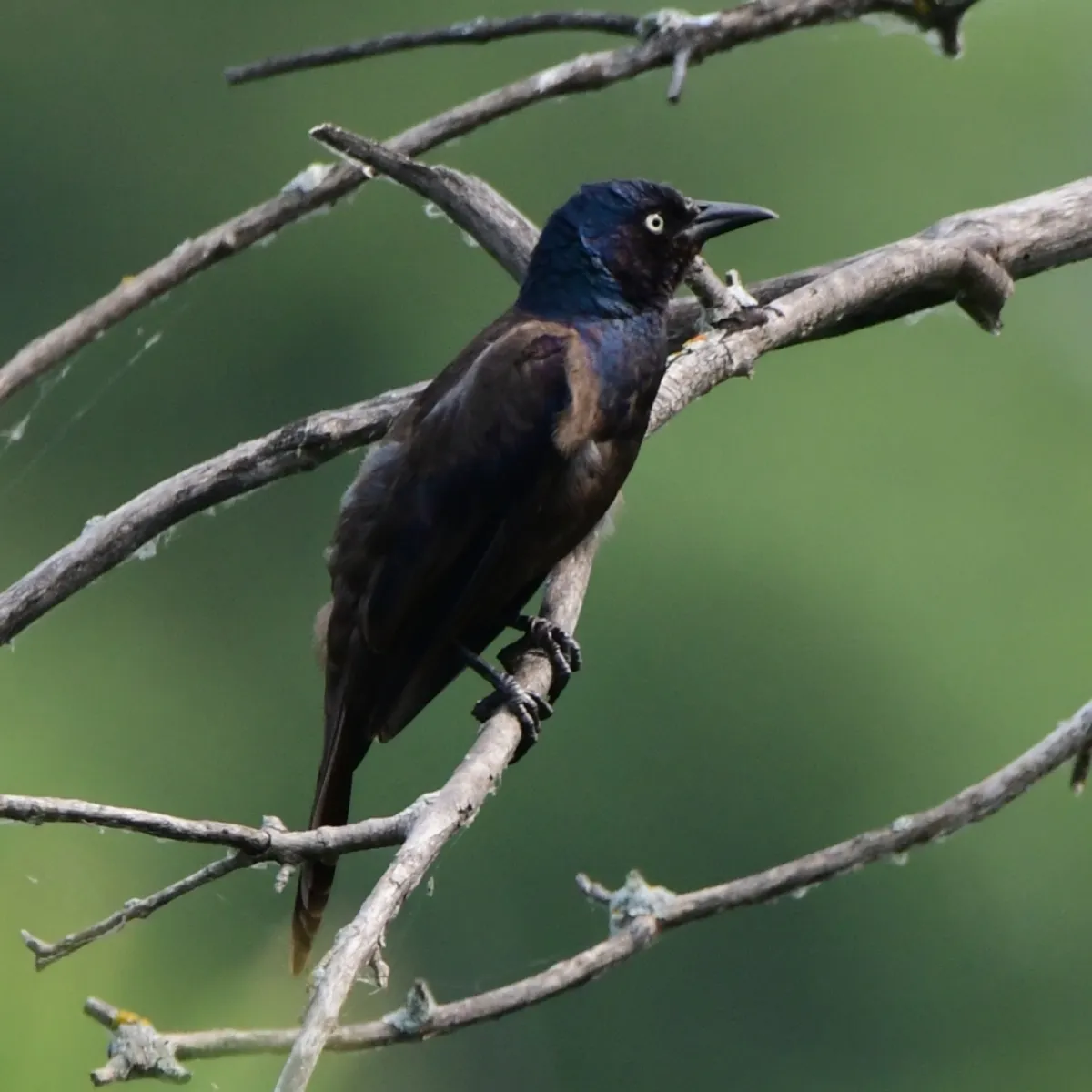 Spotted Common Grackle