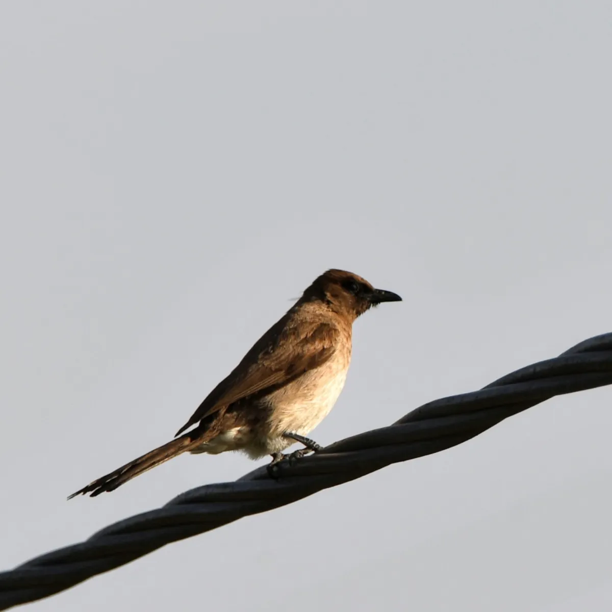 Gespotte Grauwe buulbuul