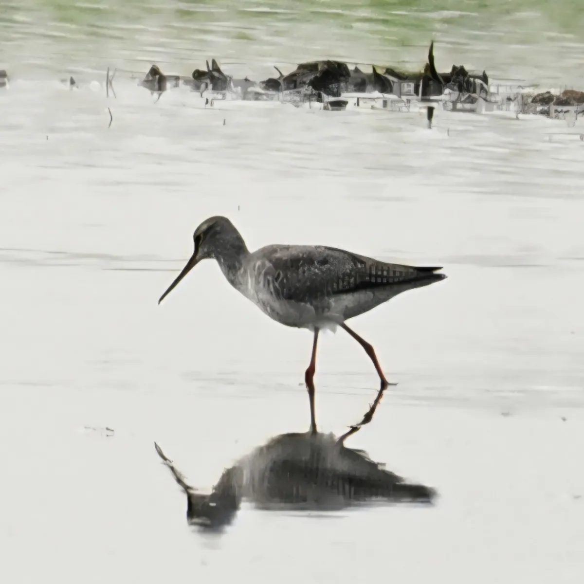 Spotted Spotted Redshank