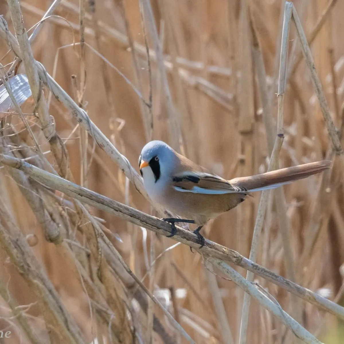 Spotted Bearded Reedling