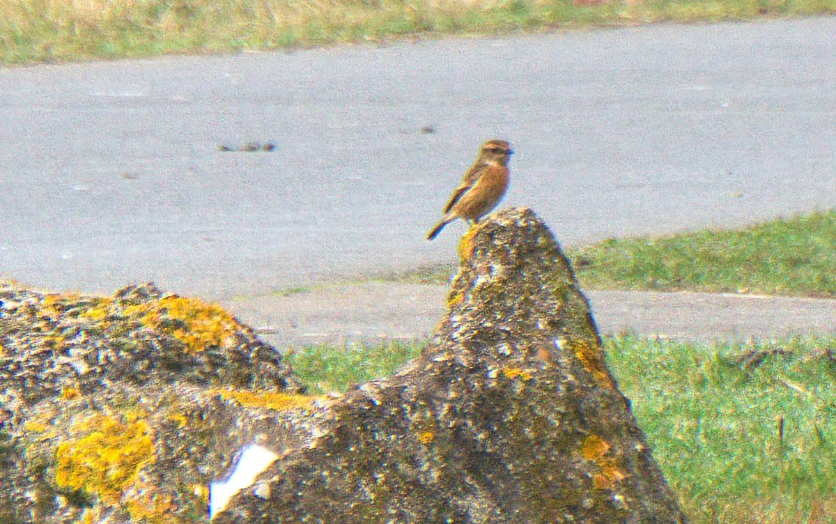 Spotted European Stonechat