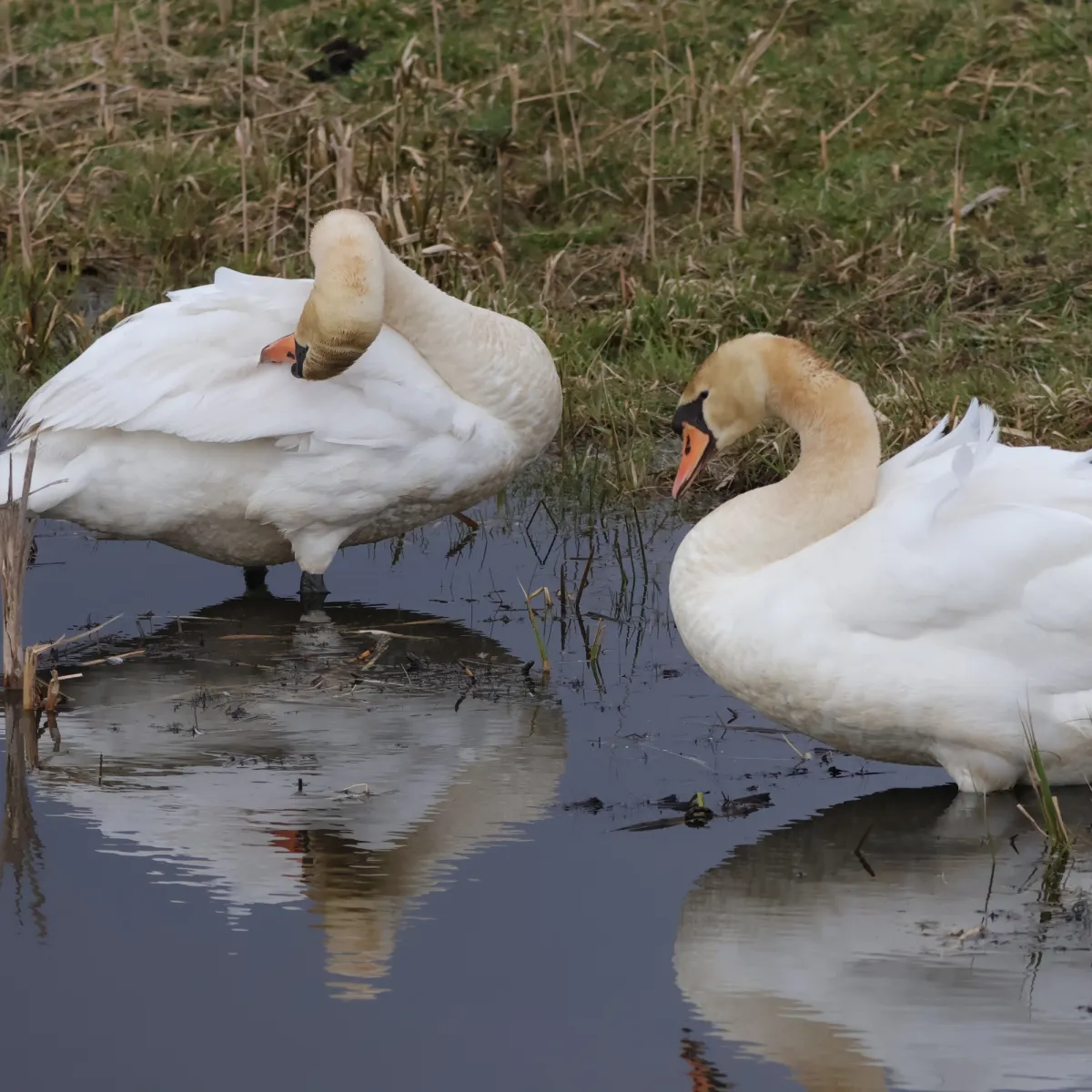Spotted Mute Swan
