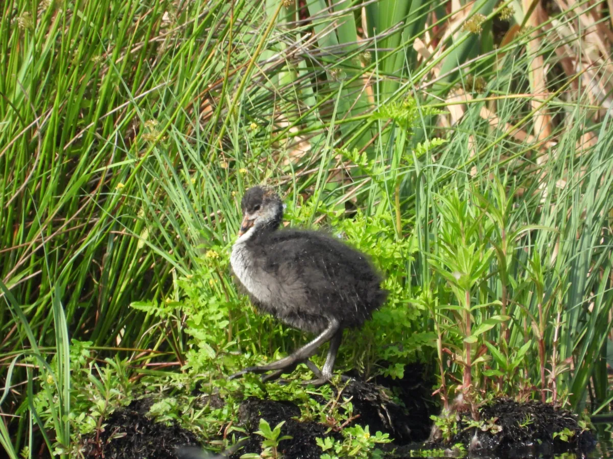 Waargenomen Meerkoet