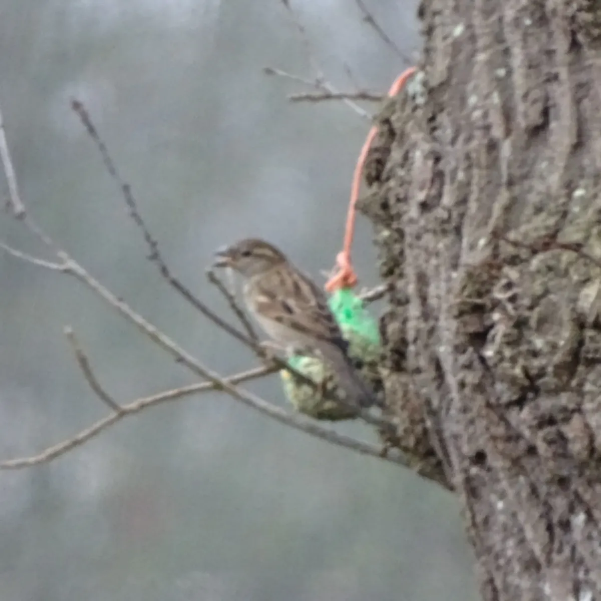 Spotted House Sparrow