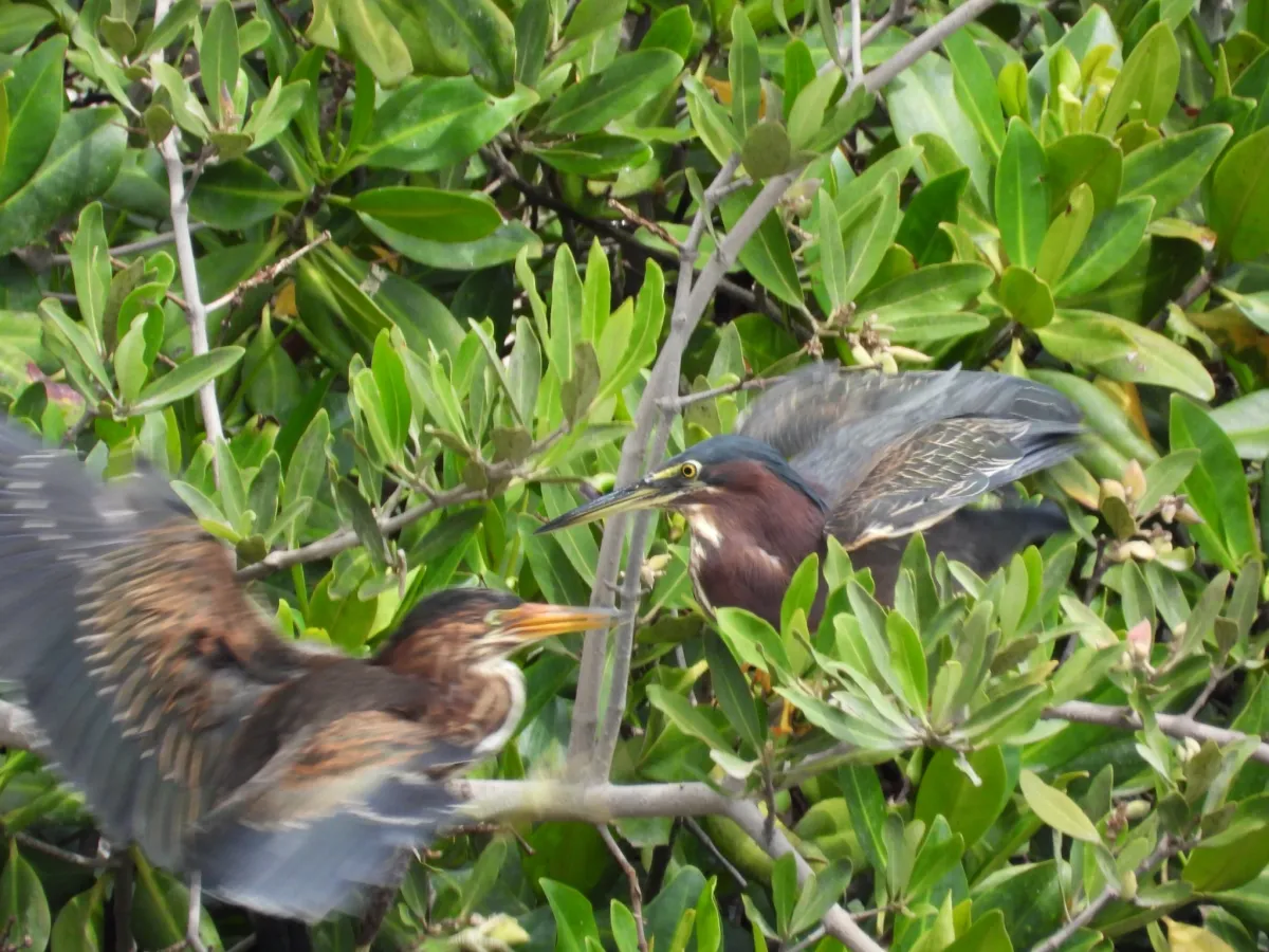 Waargenomen Groene reiger