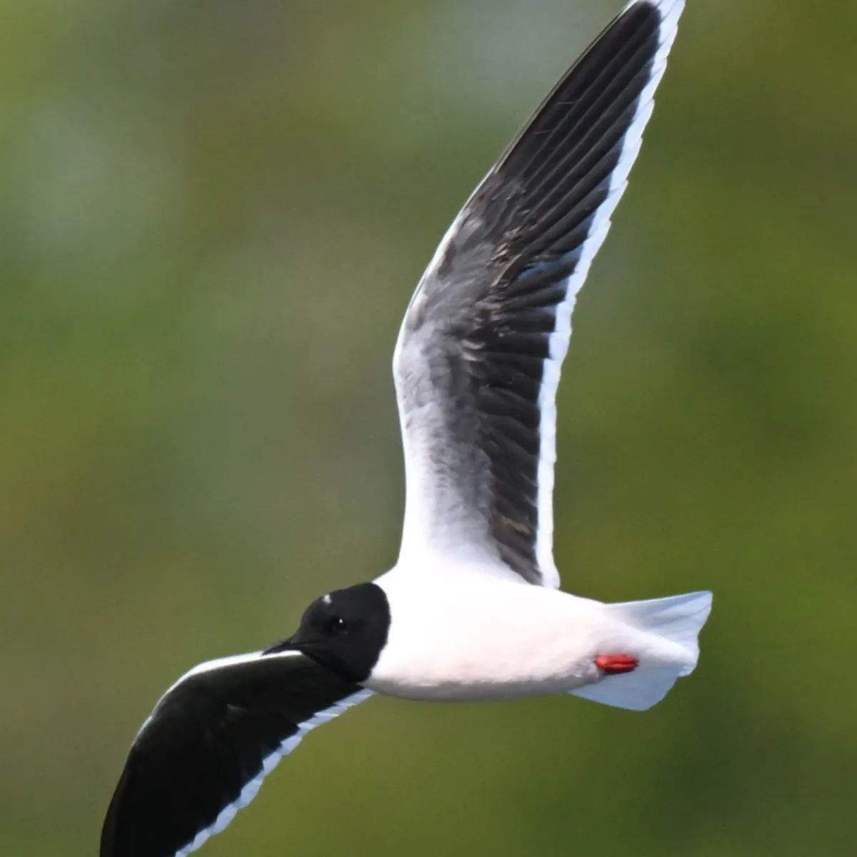 Spotted Little Gull