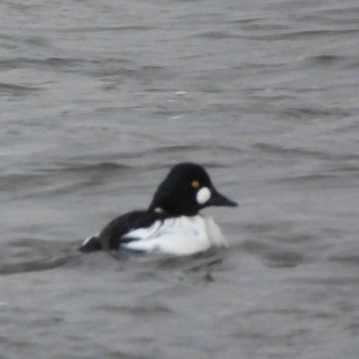 Spotted Common Goldeneye