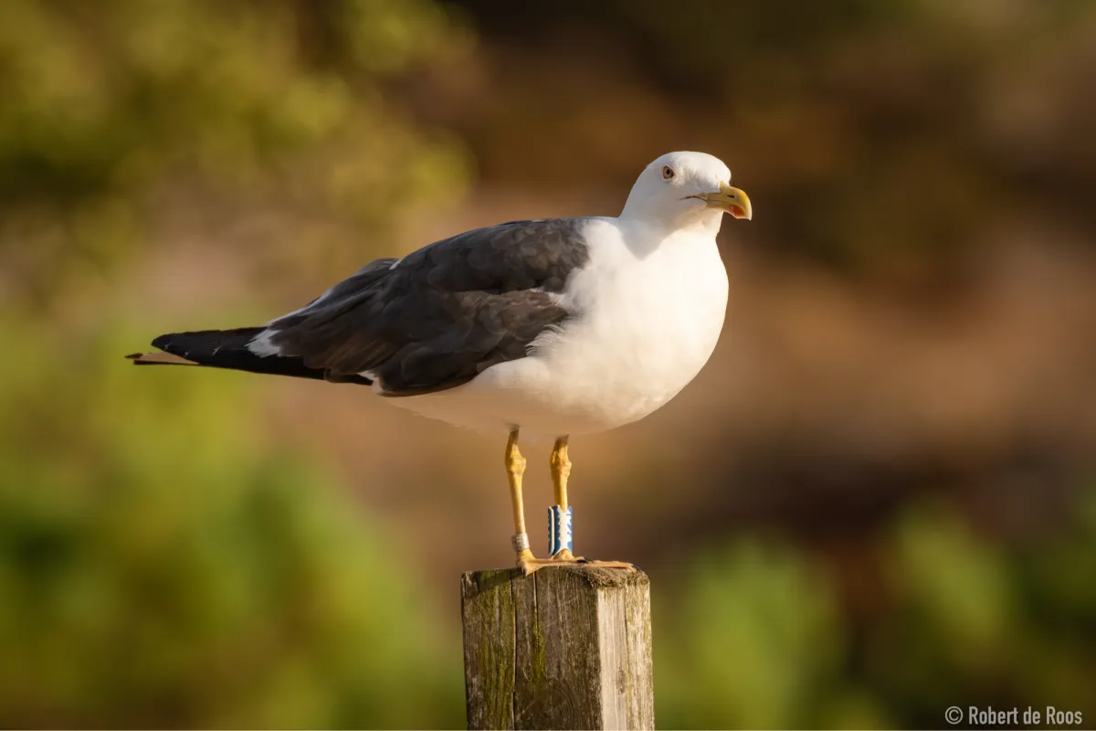 Waargenomen Kleine mantelmeeuw
