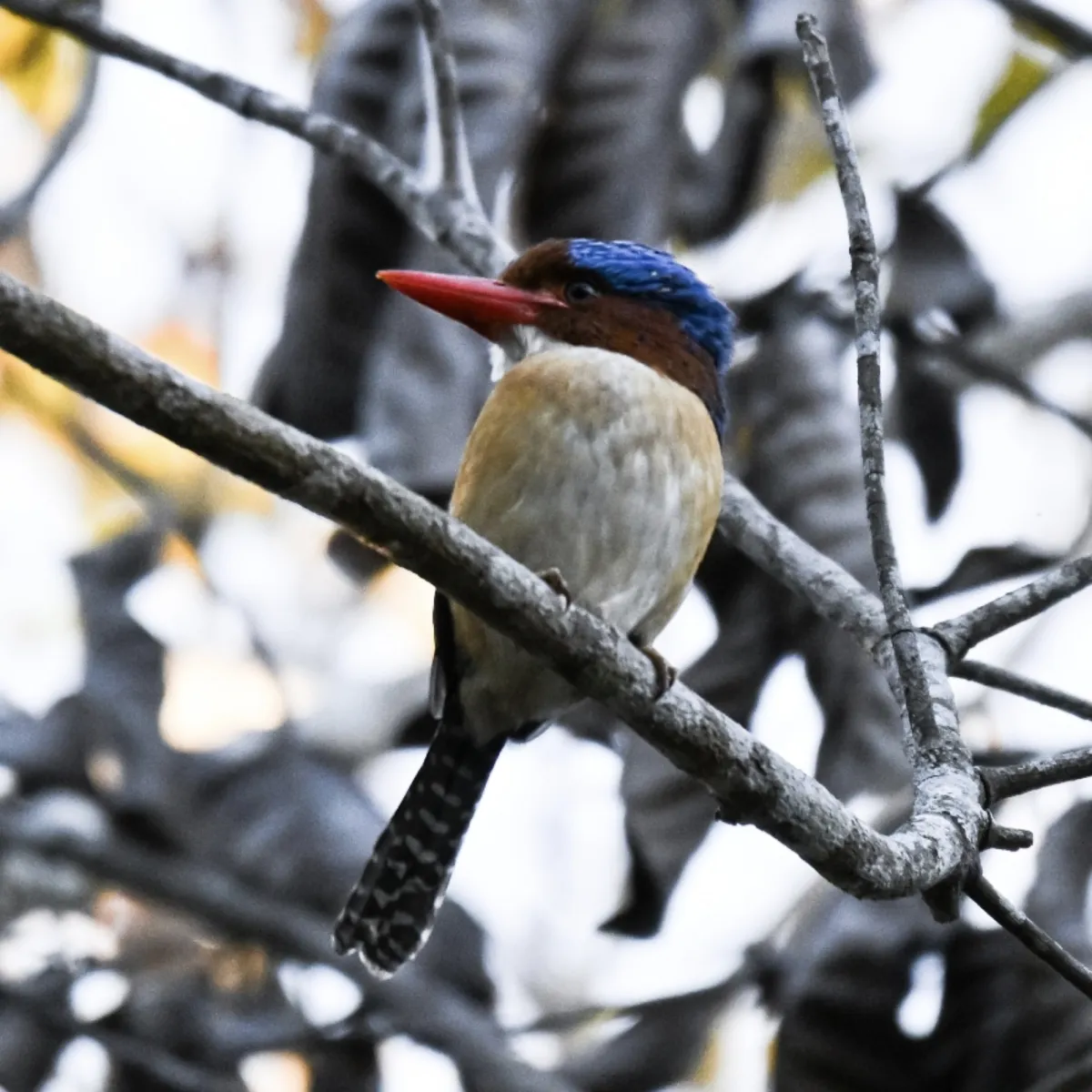 Gespotte Zebraijsvogel