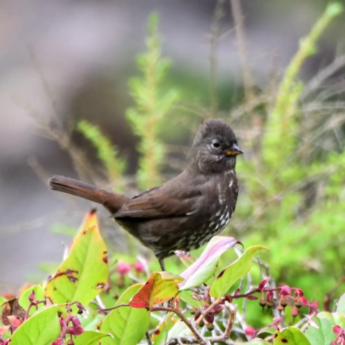 Gespotte Roodstaartgors