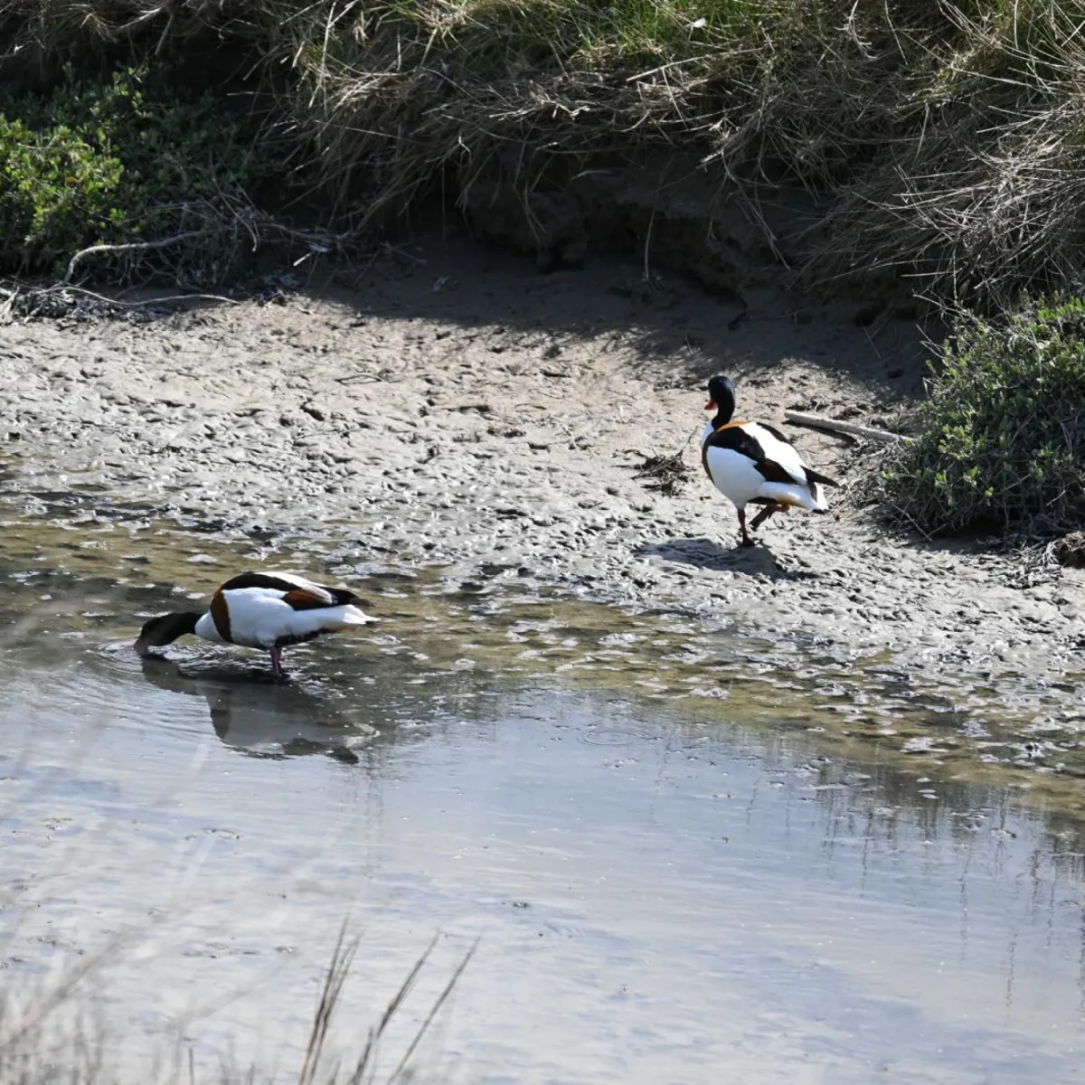 Spotted Common Shelduck