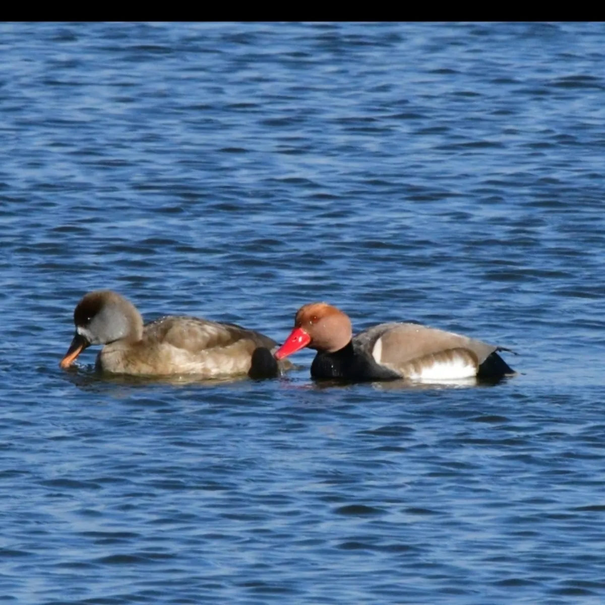 Spotted Red-crested Pochard