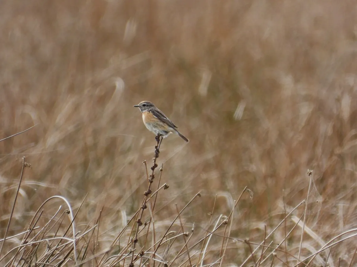 Gespotte Roodborsttapuit