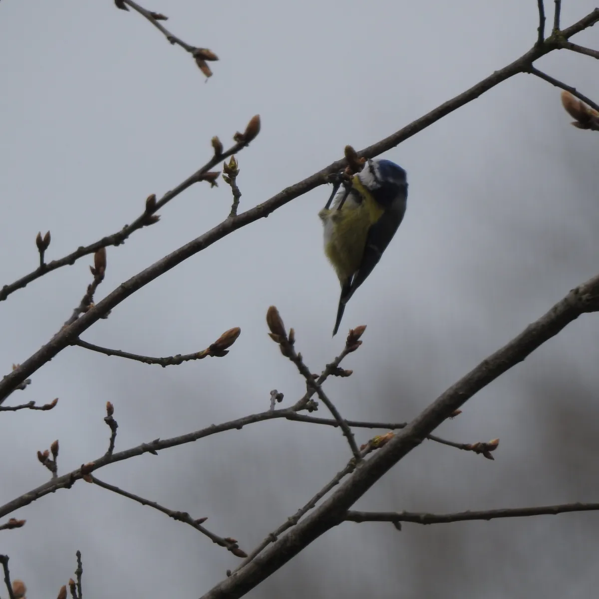 Spotted Eurasian Blue Tit