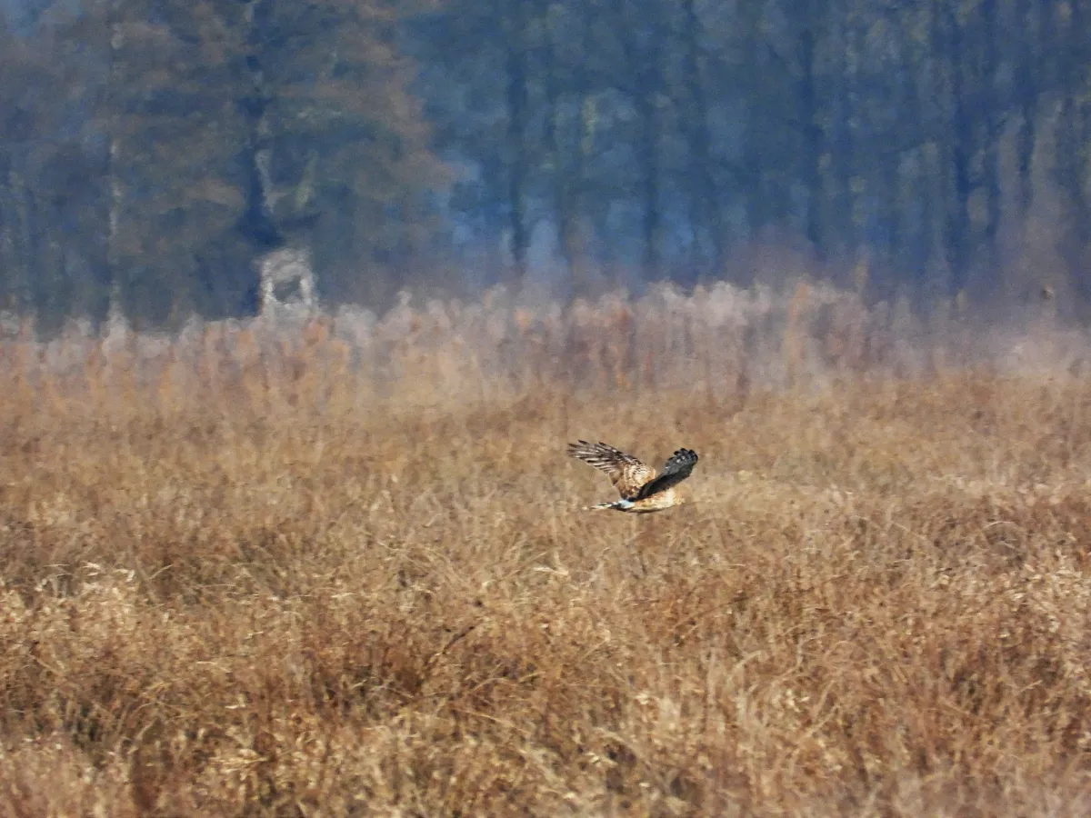 Gespotte Blauwe kiekendief