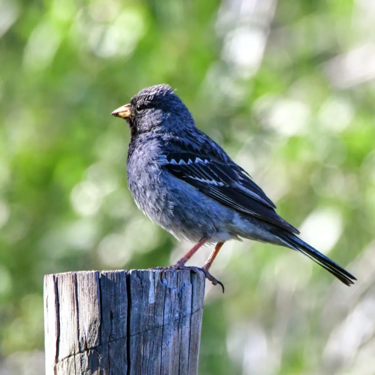 Spotted Mourning Sierra Finch