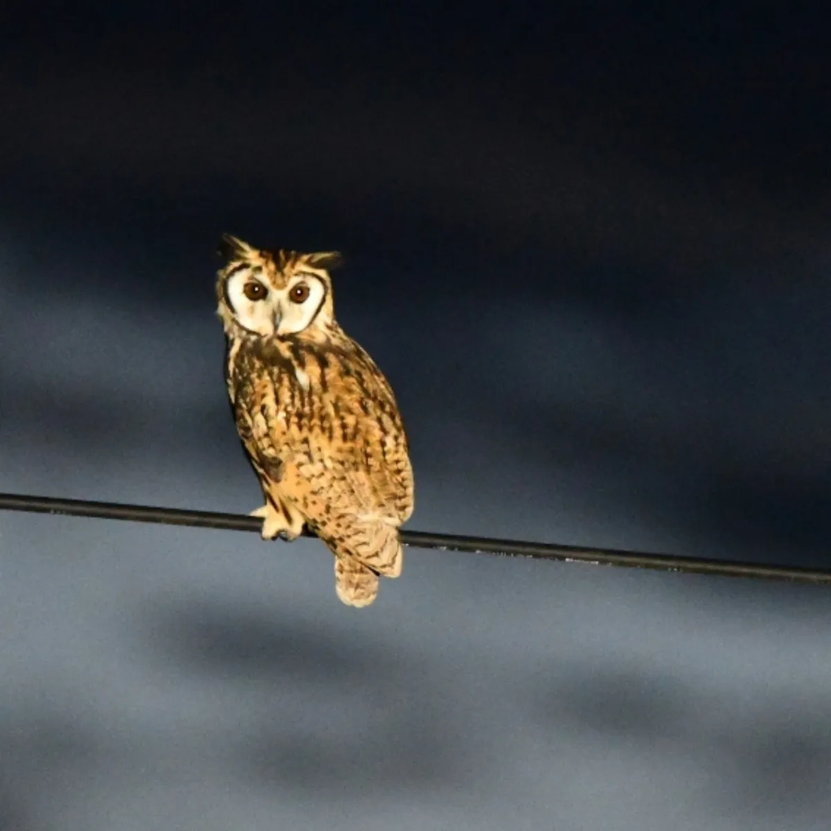 Gespotte Gestreepte ransuil