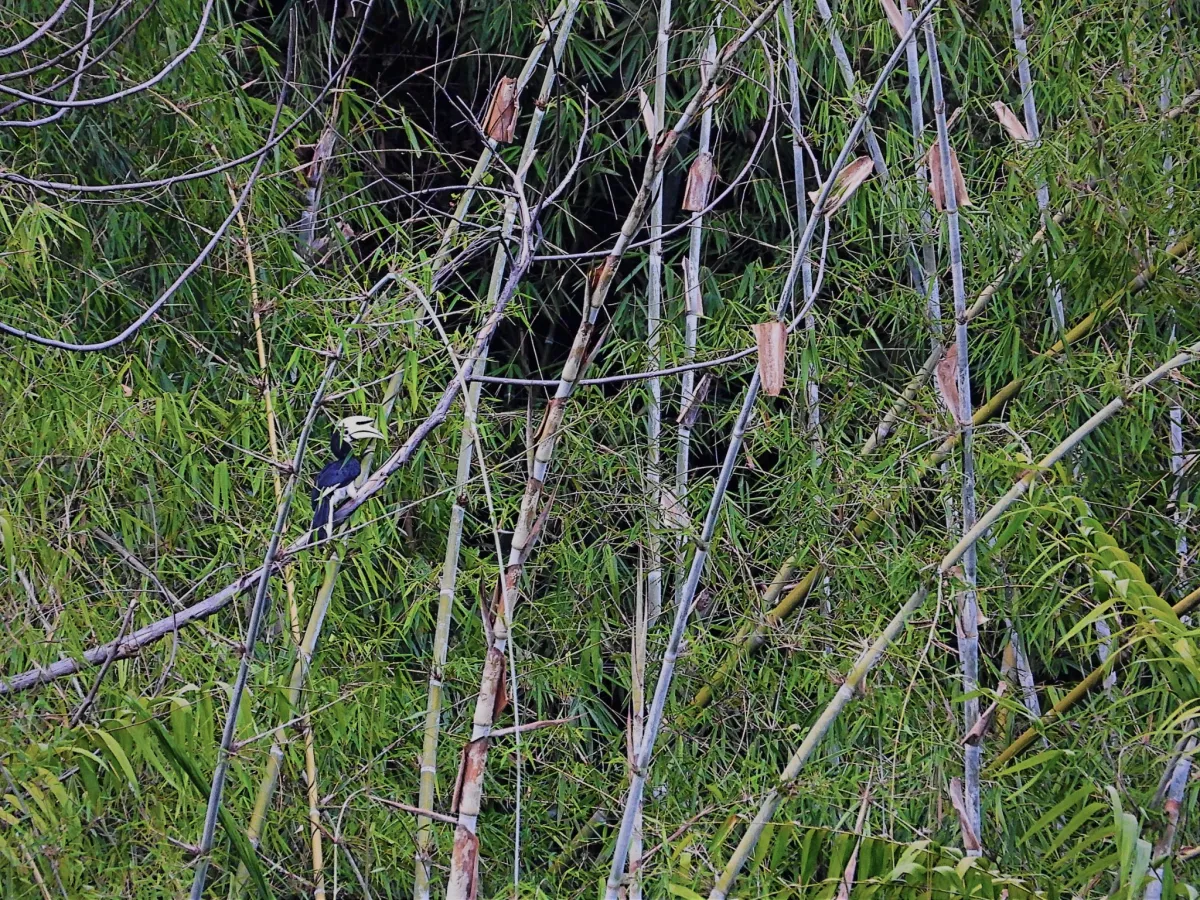Gespotte Indische neushoornvogel