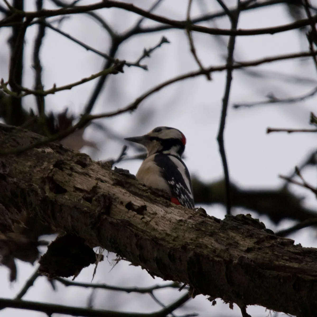Gespotte Grote bonte specht