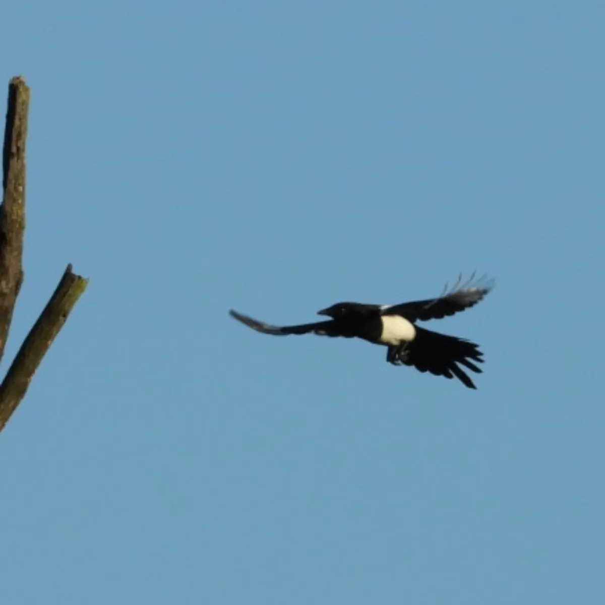 Spotted Eurasian Magpie