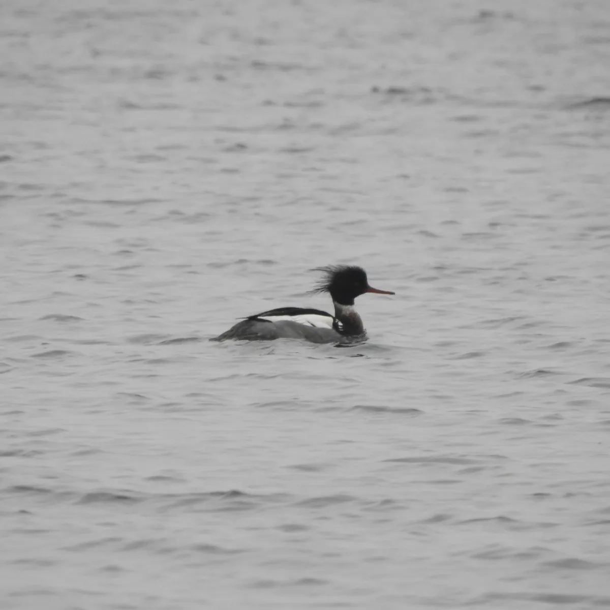 Spotted Red-breasted Merganser