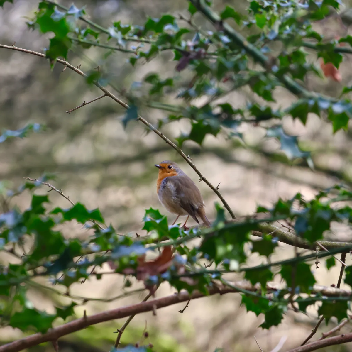 Spotted European Robin