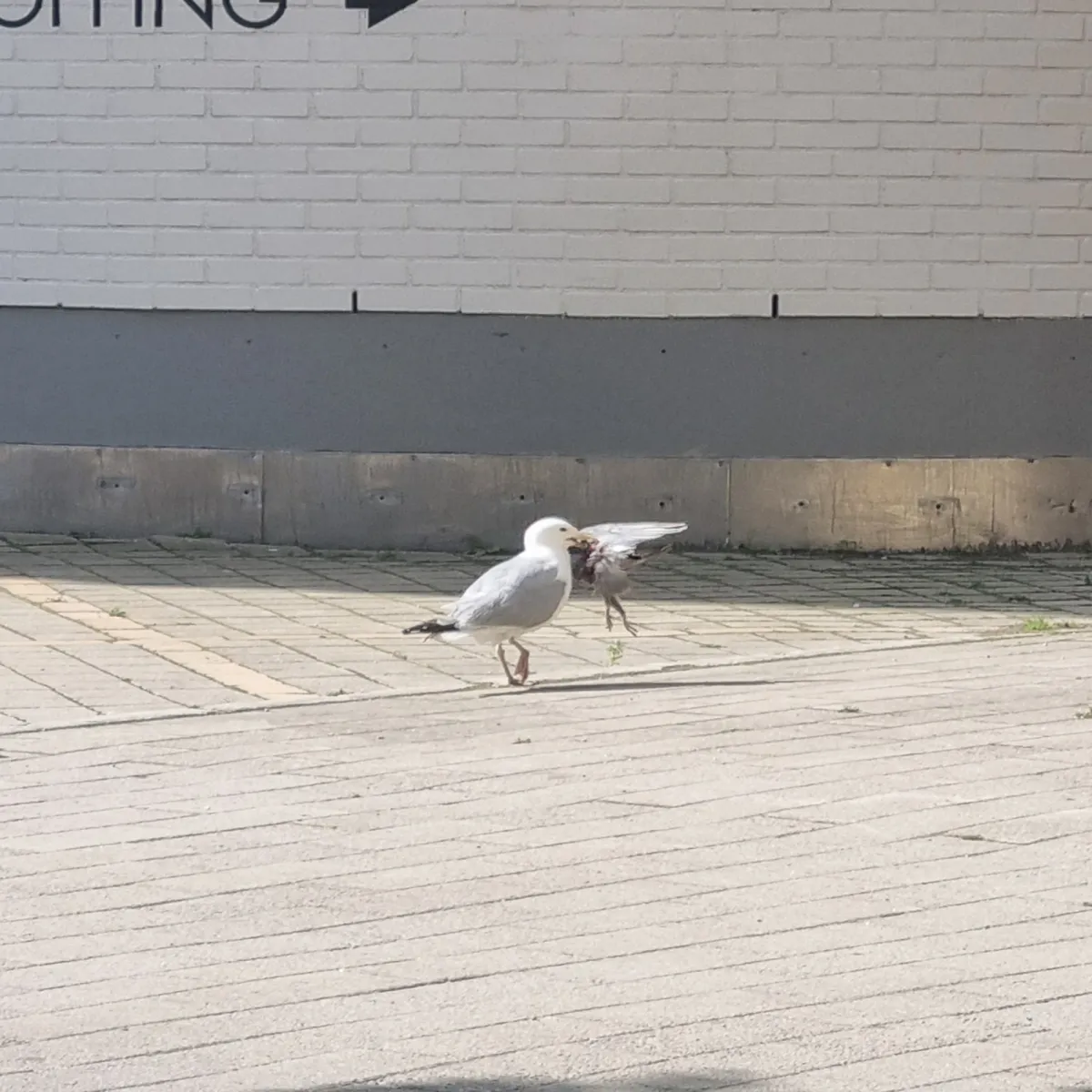 Spotted European Herring Gull
