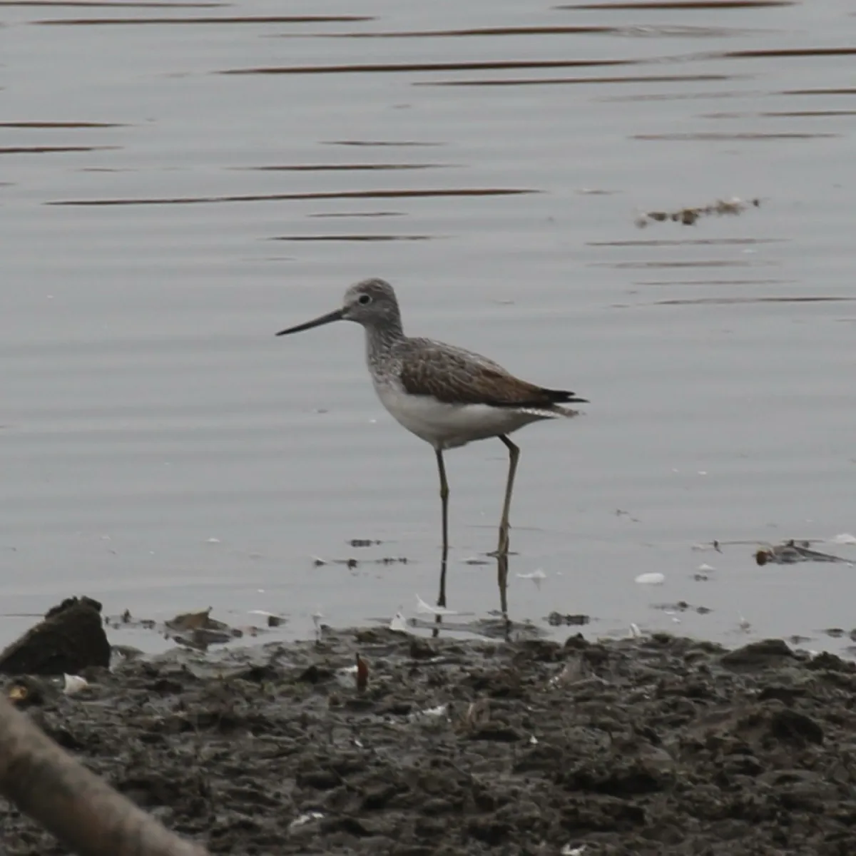 Spotted Common Greenshank