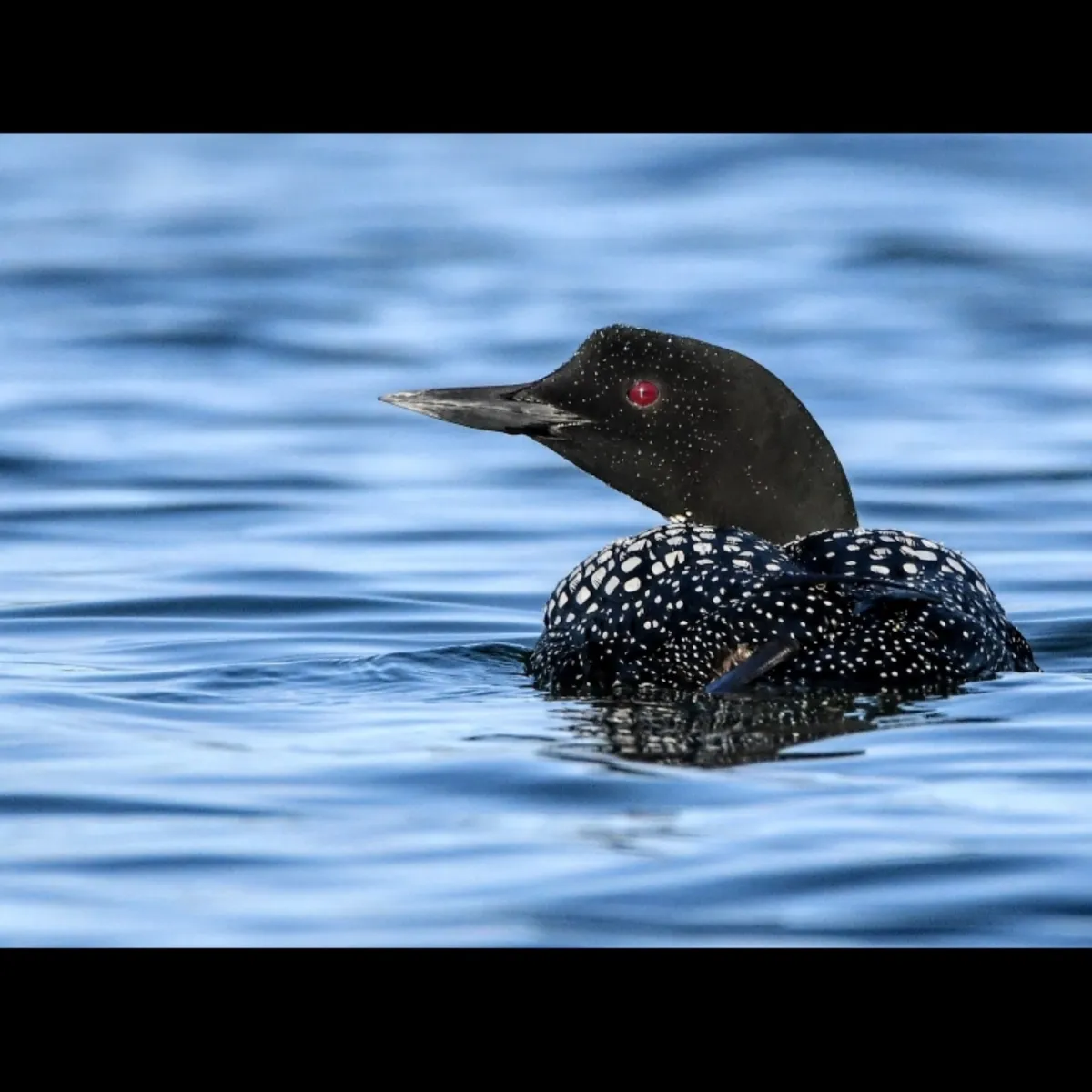 Spotted Common Loon