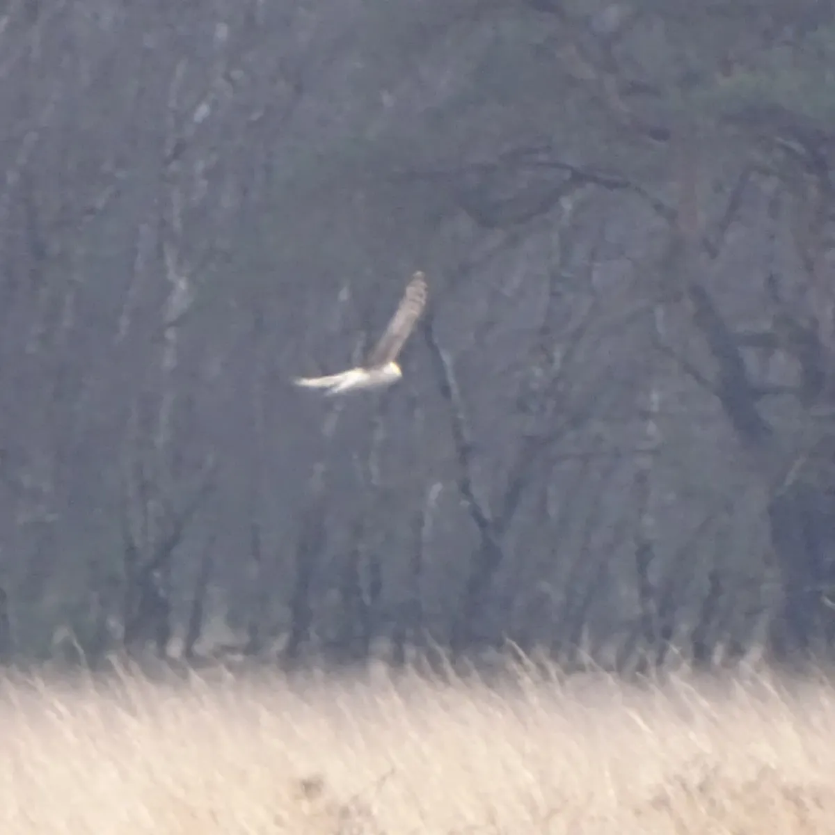 Gespotte Blauwe kiekendief