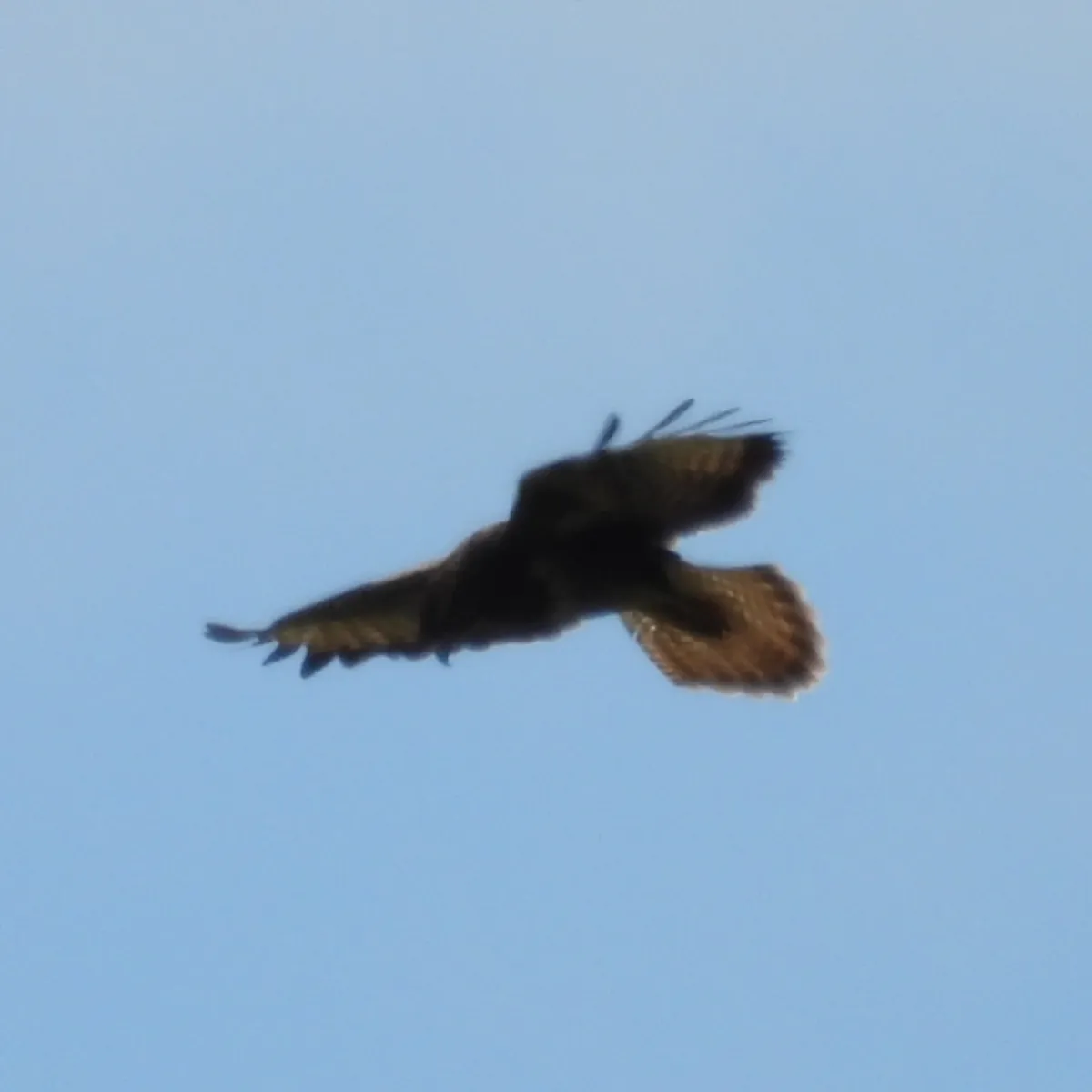 Waargenomen Buizerd