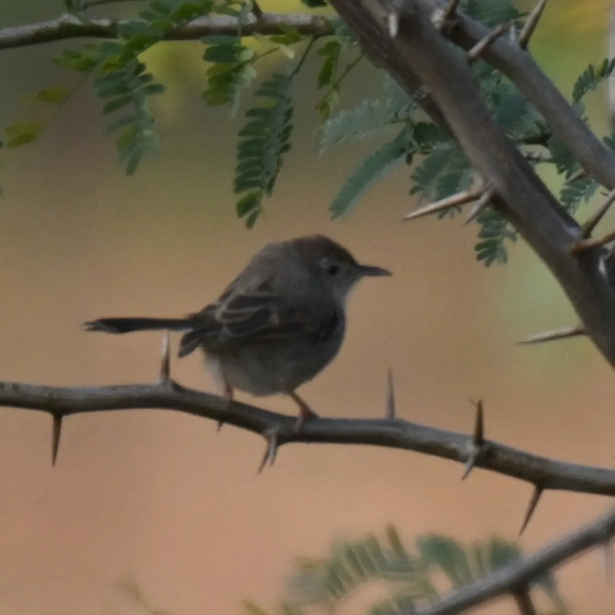 Spotted Rufous-fronted Prinia