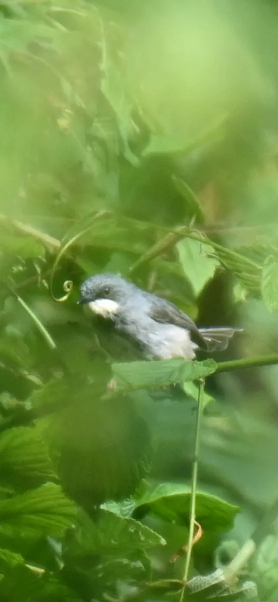 Waargenomen Witkeelprinia