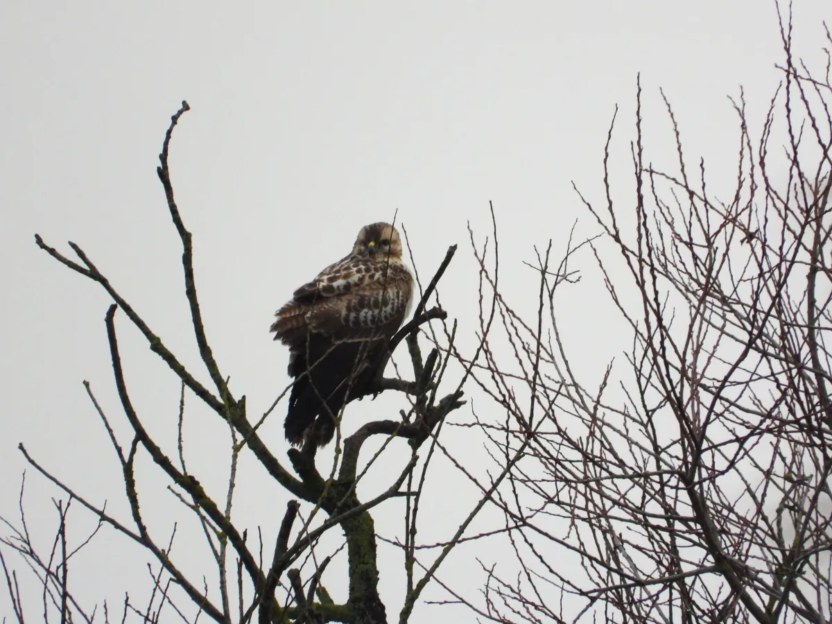 Gespotte Buizerd