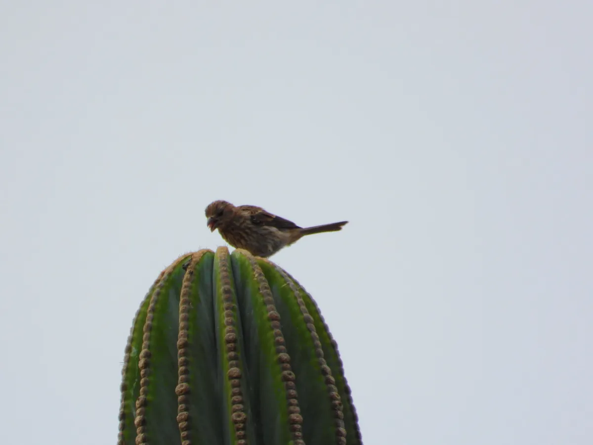 Waargenomen Mexicaanse roodmus