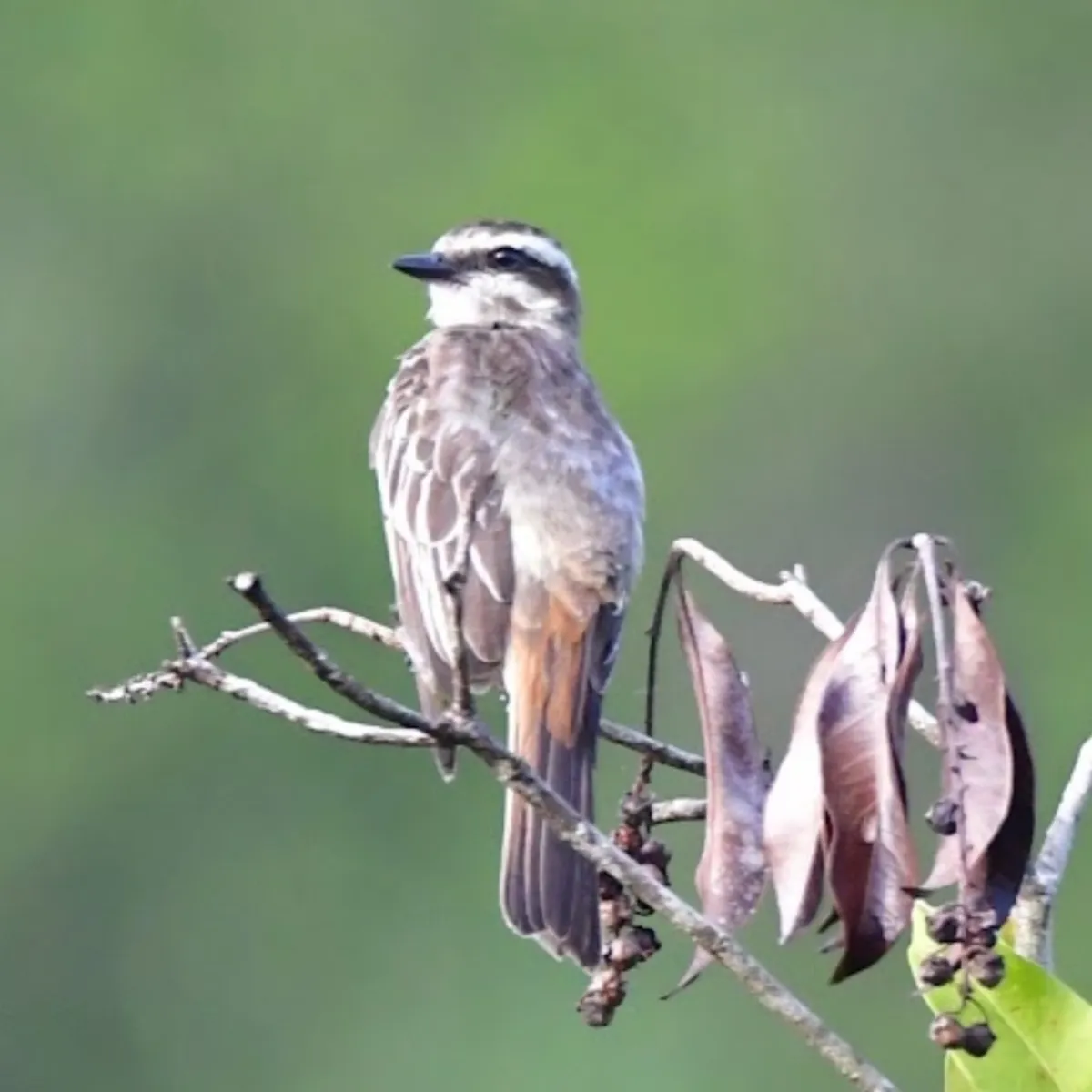 Spotted Variegated Flycatcher