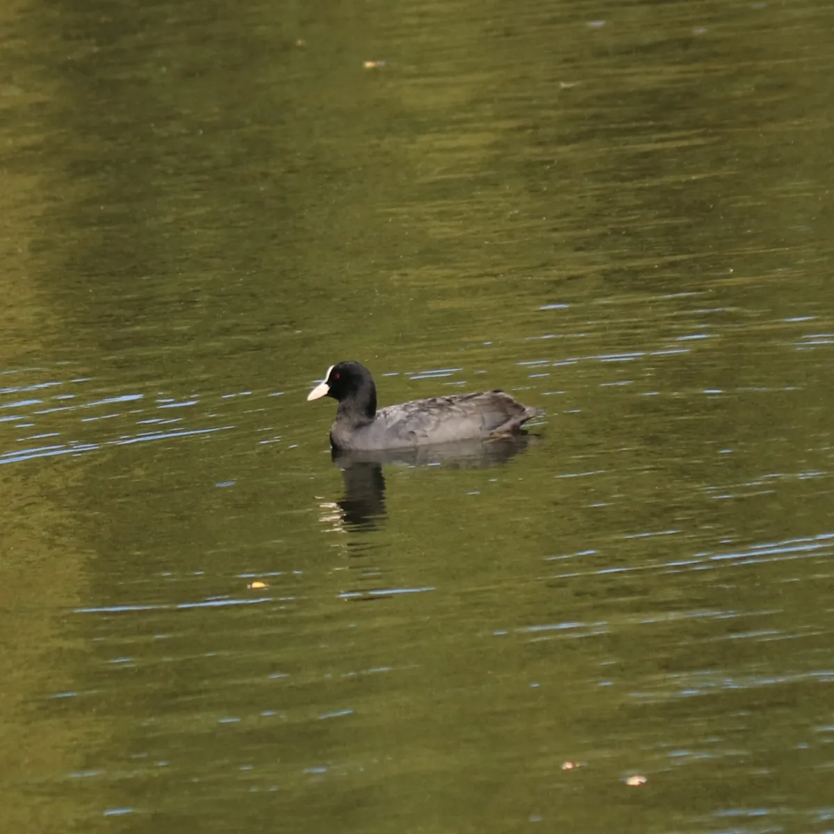 Spotted Eurasian Coot