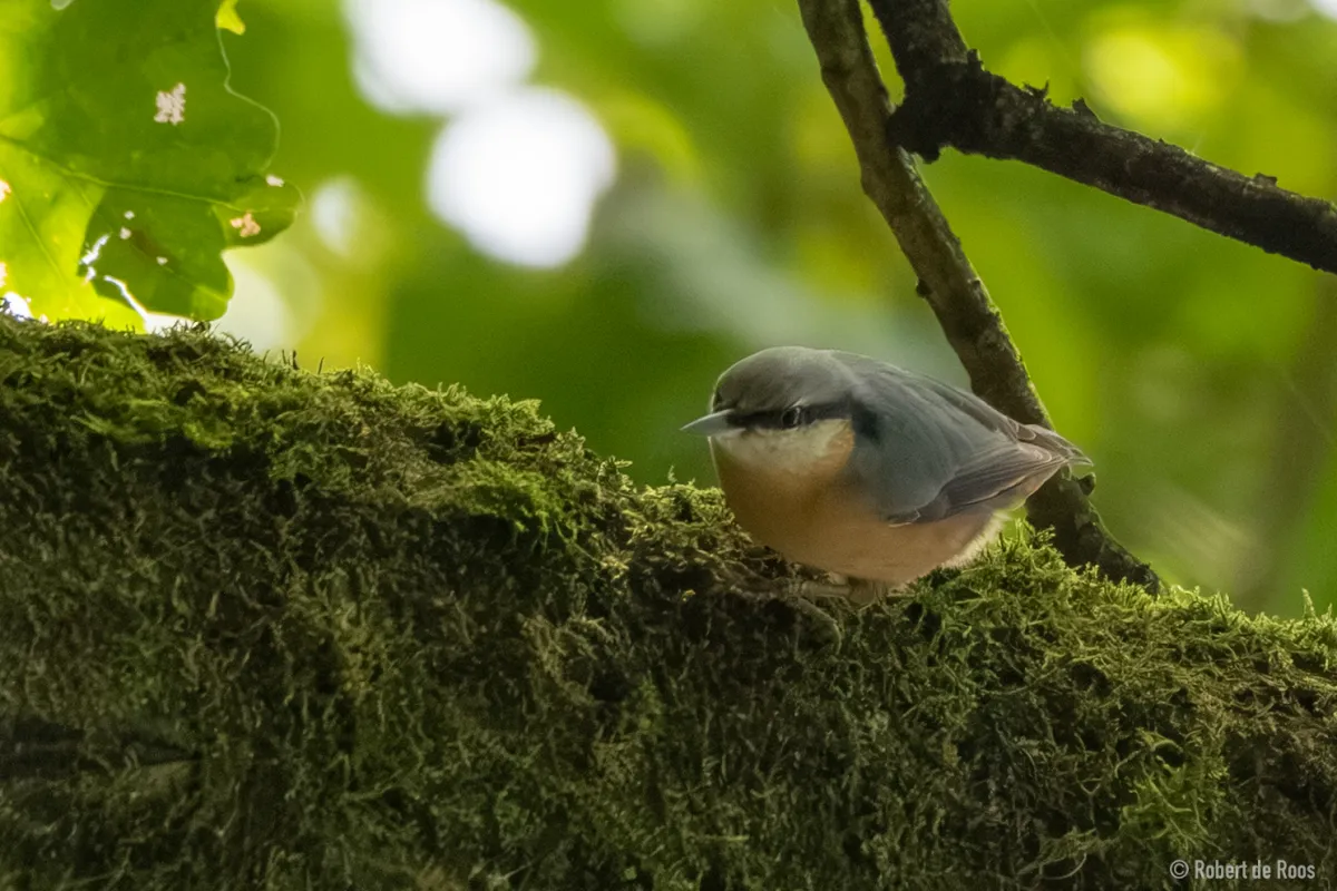 Spotted Eurasian Nuthatch