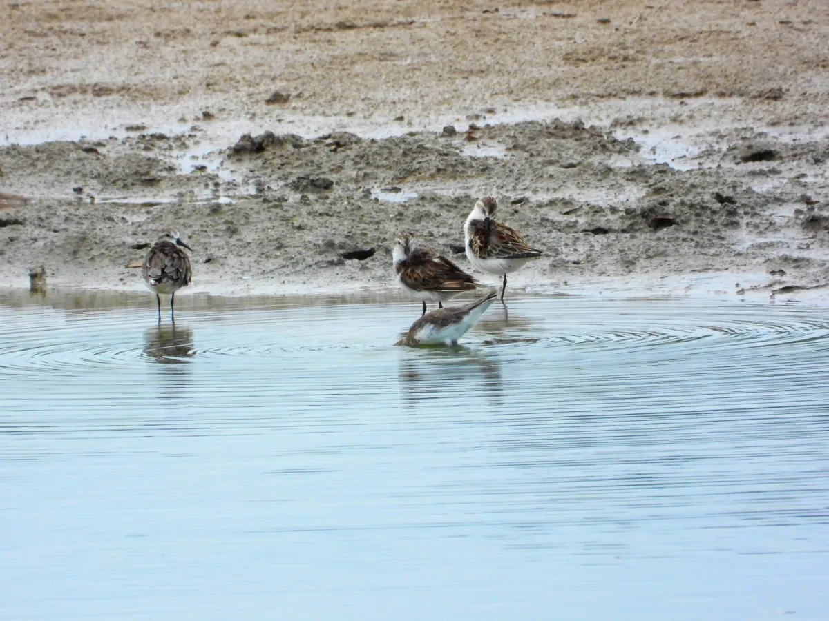 Spotted Western Sandpiper