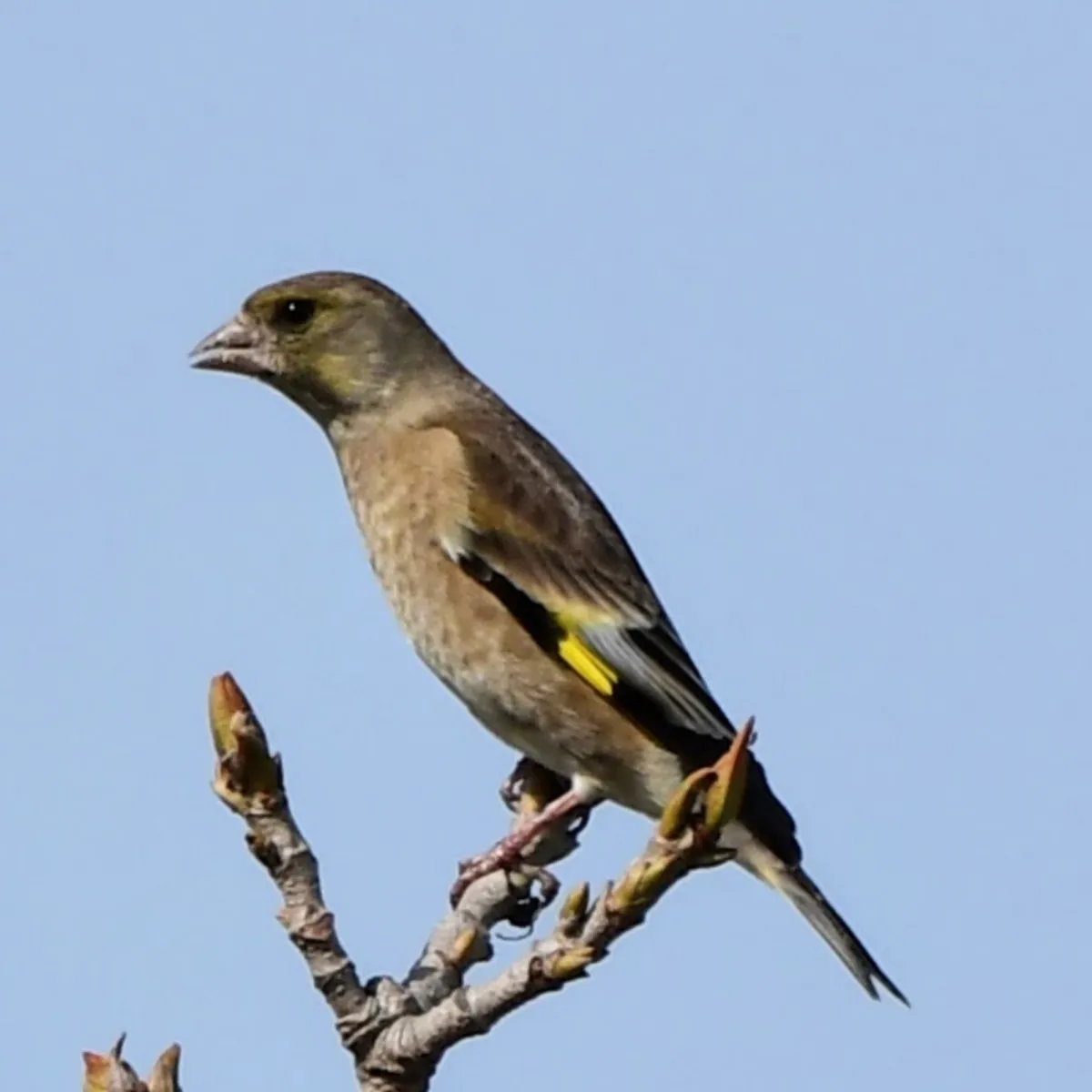 Spotted Oriental Greenfinch