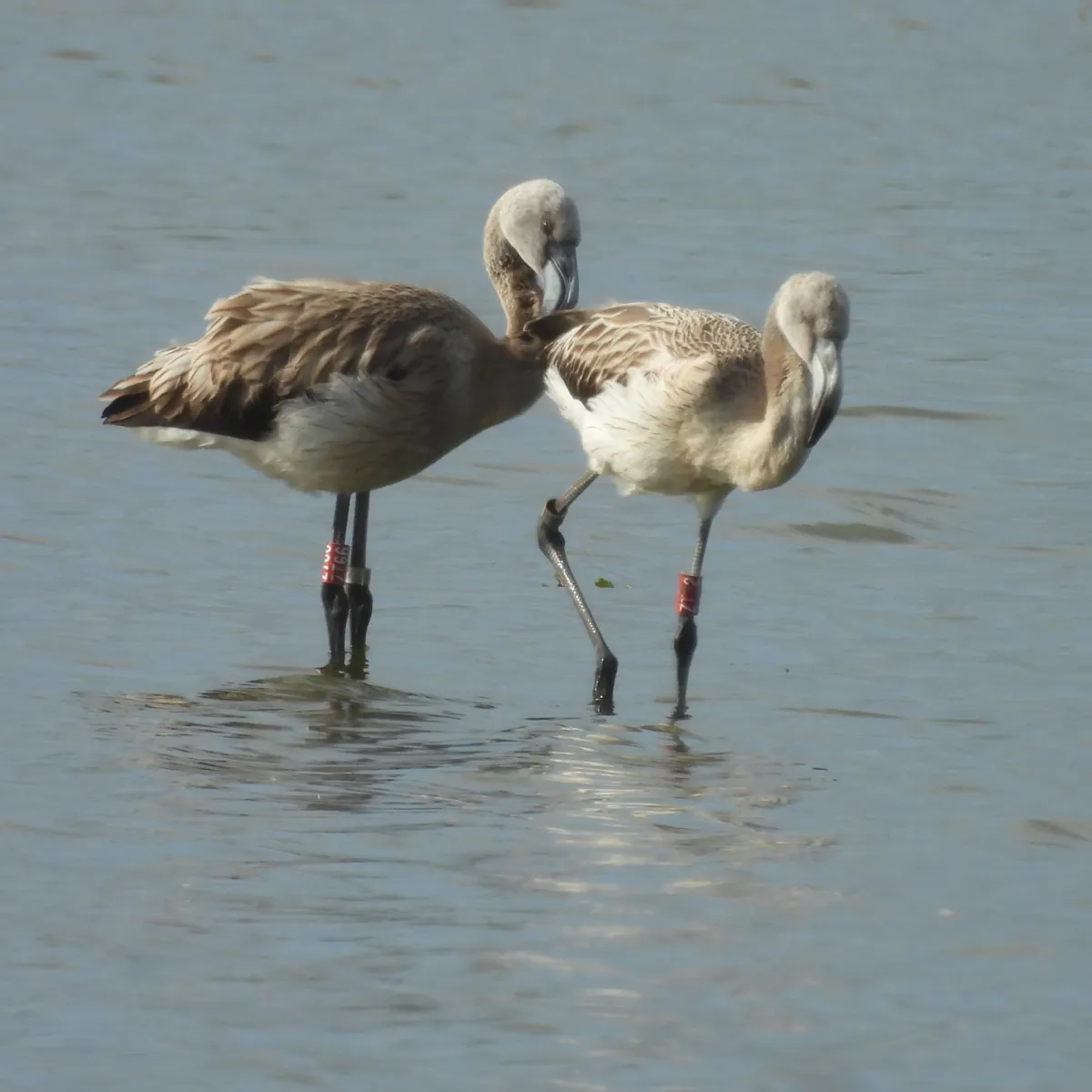 Waargenomen Flamingo