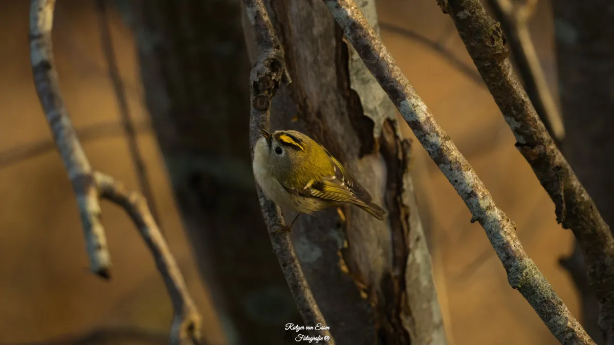 Spotted Goldcrest